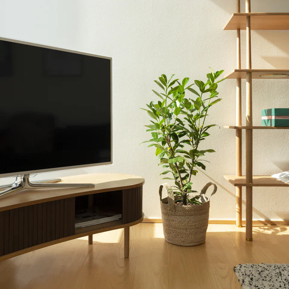 Audacious | tv bench